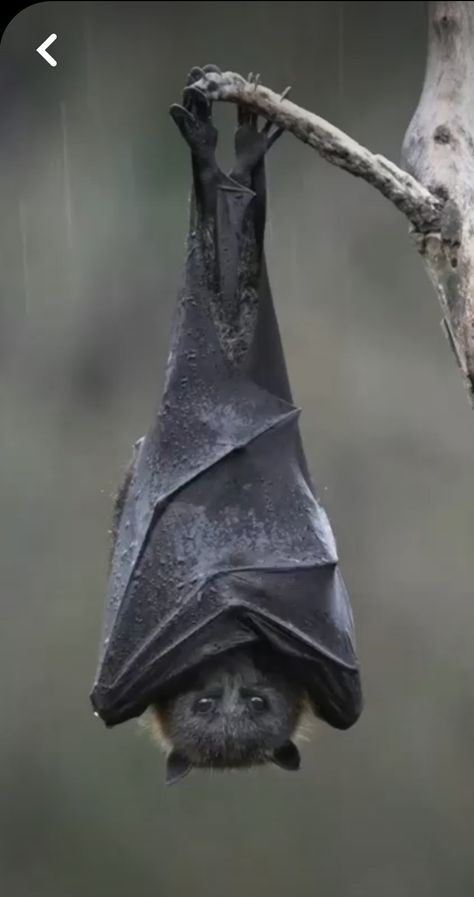 Bat Upside Down, Folded Bat Wings Reference, Bat Hanging Upside Down, How To Draw Bats, Bats Animal, Bat Reference, Bat Tail, Bat Pictures, Gothic Animals