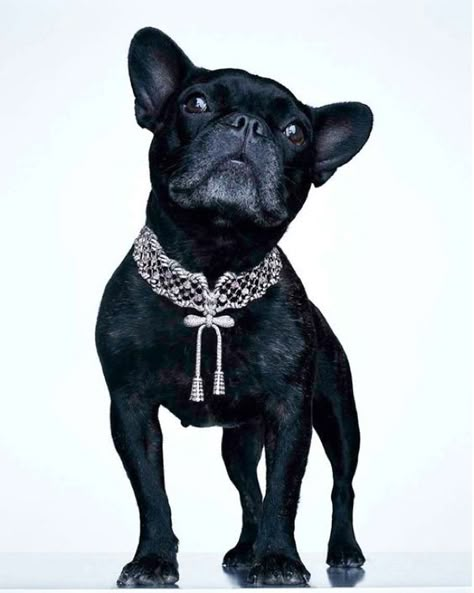 Jewellery Photography, French Bulldogs, Jewelry Photography, Animal Jewelry, Dog Collars, Dog Accessories, Dog Stuff, Pet Collars, Animal Photography