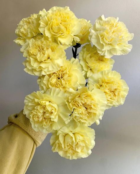 #FlorequisaFlowers #carnation #claveles #clavelesminami #carnations #carnationsflowers #flowergrower #ecuadorianflowers #freshcutflowers #cutflowers Chicken Recipes Lemon, Cake Recipes Lemon, Lemon Chicken Recipes, Lemon Cake Recipes, Lemon Cocktails, Peppered Chicken, Floral Designs Arrangements, Yellow Carnations, Carnation Bouquet