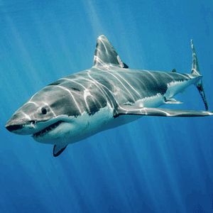 Shark Meaning, Largest Great White Shark, Shark Images, Shark Photos, Shark Pictures, Shark Art, Shark Tattoos, Shark Fishing, The Great White