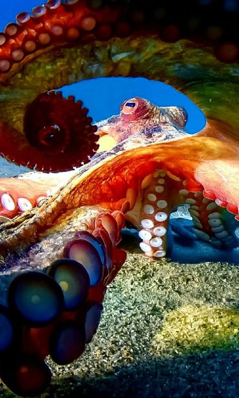 Octopus Photography, Aesthetic Wallpaper Art, Nature Aesthetic Wallpaper, Octopus Painting, Fauna Marina, Underwater Animals, Deep Sea Creatures, Fish Tattoo, Immediate Family