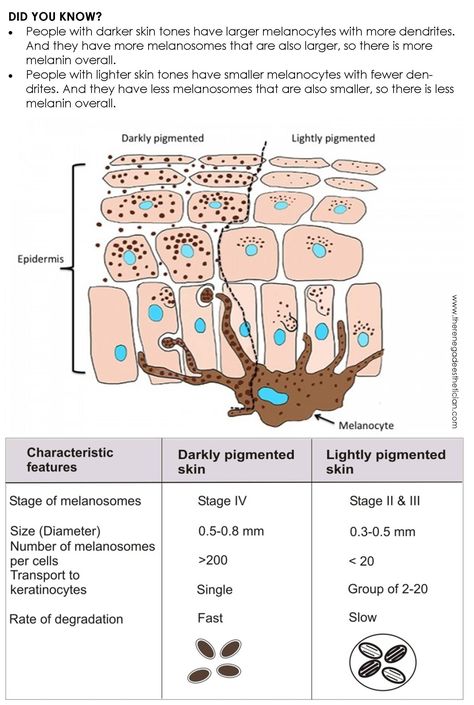 Aesthetic Education, Le Mal A Dit, Cell Transport, Skin Anatomy, Remove Skin Tags Naturally, Integumentary System, Skin Facts, Skin Tags, Physical Sunscreen