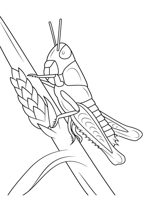 Insects Coloring Pages, Bugs Drawing, Insect Coloring Pages, Insect Crafts, Coloring Page Free Printable, Animal Templates, Detailed Coloring Pages, Coloring Sheets For Kids, Flower Coloring Pages