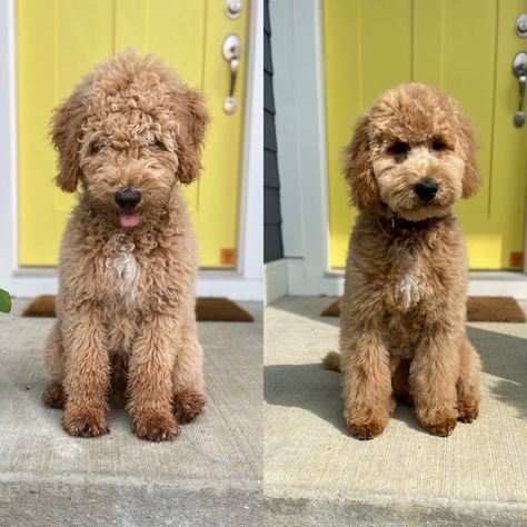 Mini Golden Doodle Haircut Teddy Bears, Wavy Doodle Haircuts, Teddy Bear Haircut Goldendoodle, Doodle Cuts Goldendoodle Haircuts, Goldendoodle Puppy Haircut, Doodle Puppy Cut, Golden Doodle Teddy Bear Haircut, Goldendoodle Teddy Bear Haircut, Mini Goldendoodle Haircut