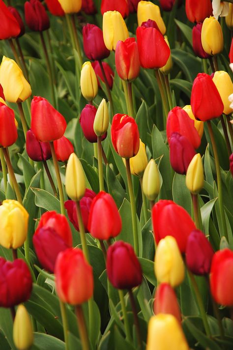 Red And Yellow Tulips, Fresh Tulips, Flower Tulip, Tulip Garden, Victorian Garden, Tulips Garden, 5 Elements, Yellow Tulips, Spring Bulbs