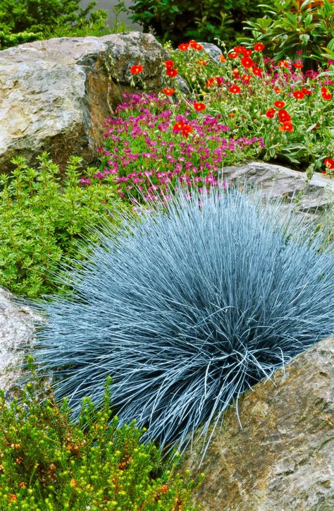 Ornamental Grass Landscape, Evergreen Groundcover, Blue Fescue, Grass Landscape, Granny Pod, Drought Tolerant Perennials, Ornamental Grass, Drought Tolerant Landscape, Planting Ideas