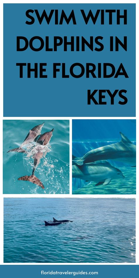 Hey there, fellow ocean enthusiasts! Looking for the best place to swim with dolphins in Florida Keys? If you’re anything like us, you’ve probably dreamed Swim With Dolphins Florida, Florida Dolphins, Swim With Dolphins, Key West Beaches, Northern Florida, Key West Fl, Vacation Tips, South Beach Miami, Sunset Cruise