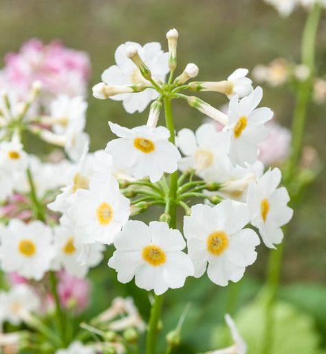 Primula Vialii, Primula Denticulata, Primrose Plant, Plantain Lily, Plant Notes, Rock Garden Plants, Garden Types, Spring Bulbs, Buy Plants