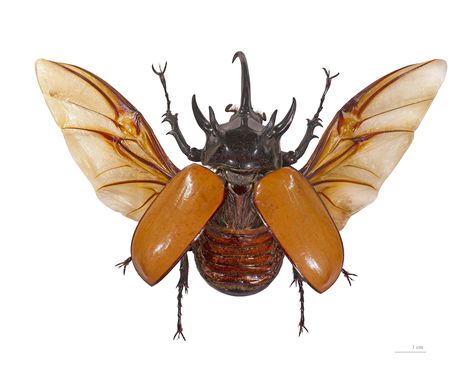 Eupatorus gracilicornis Bug Taxidermy, Beetle Drawing, Hercules Beetle, Rhino Beetle, Beetle Tattoo, Beetle Wings, Bug Tattoo, Cool Bugs, Stag Beetle