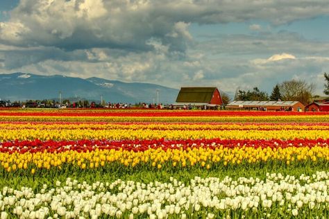 If you're worried about traffic, you can always take the tour by bike or even on foot if you don't mind walking long distances. Skagit Valley Tulip Festival, Skagit Valley, Orcas Island, Tulip Festival, Tulips Garden, Create Picture, Crop Rotation, Flower Farmer, Tulip Fields