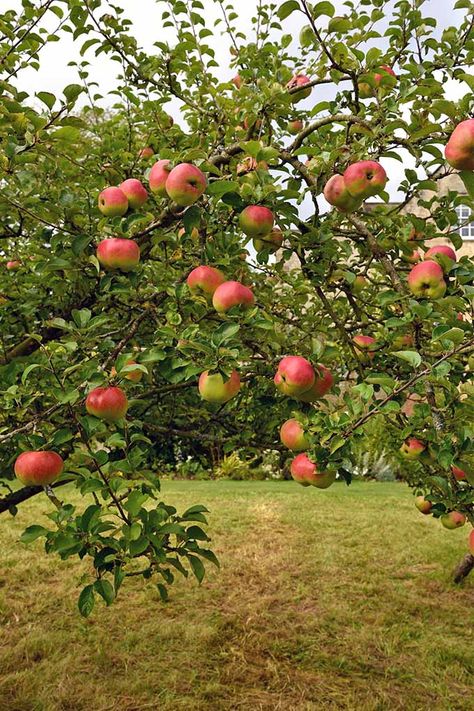 Growing an apple tree is a rewarding experience that results in delicious edible fruit. What's not to love? Read more about our favorite types now on Gardener's Path. Farm Goals, Rare Fruits, Apple Plant, Apple Garden, Design Garden Ideas, Garden Fruit, Roof Gardens, Fruit Photography, Secret Gardens