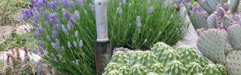 Reseeding Plants | Perennials That Naturalize | High Country Gardens Rabbit Brush, Wichita Mountains, High Country Gardens, Crocus Bulbs, Country Gardens, English Lavender, Free Plants, Lavandula Angustifolia, Mother Plant