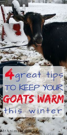 Goat Shelters For Winter, Goats In Winter, Winter Goat Shelter, Goat Shelter Ideas Winter, Caring For Goats, Goat Toys Playground, Toys For Goats, Goat Pen Ideas, Goat Houses