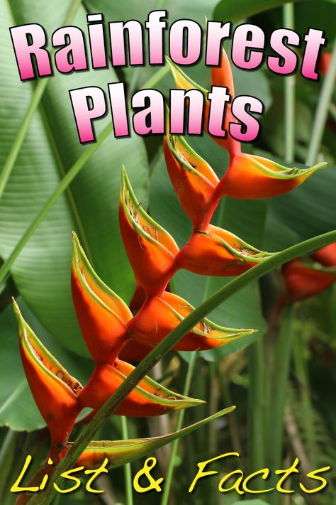 Rainforest plants list. Amazing pictures and facts about the plants found in a tropical rainforest. Rainforest Diorama, Rainforest Preschool, Rainforest Classroom, Rainforest Crafts, Rainforest Art, Rainforest Project, Biomes Project, Rainforest Biome, Plants Pictures