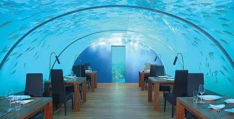 Underwater restaurant to open in the Maldives Poseidon Undersea Resort, Saltwater Fish Tank, Underwater Bedroom, جزر المالديف, Underwater Hotel, Underwater Restaurant, Dinner Show, Cool Restaurant, Maldives Resort