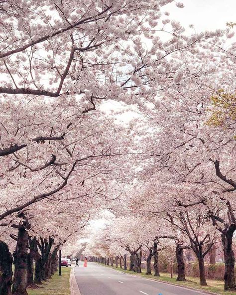 Cherry Blossom Washington Dc, Cherry Blossom Pictures, Dc Photography, Spring Scenery, Cherry Blossom Festival, Cherry Blossom Season, Dc Travel, Bucket Lists, Spring Nature