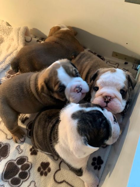 Pedigree English Bulldog Puppies For Sale Cute English Bulldog Puppies, English Bulldog For Sale, American Bulldog Puppies, Puppies For Sale Near Me, Standard Schnauzer, Perfect English, Bulldog Puppies For Sale, English Bulldog Puppies, Schnauzer Puppy