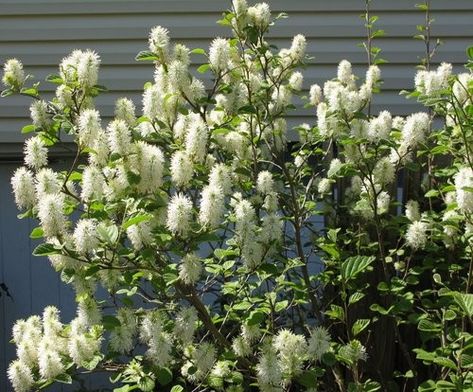 Fothergilla Gardenii, Silky Dogwood, Foundation Garden, Bright Fall Colors, Farm Landscaping, Obedient Plant, Low Maintenance Shrubs, Swamp Milkweed, Garden Site