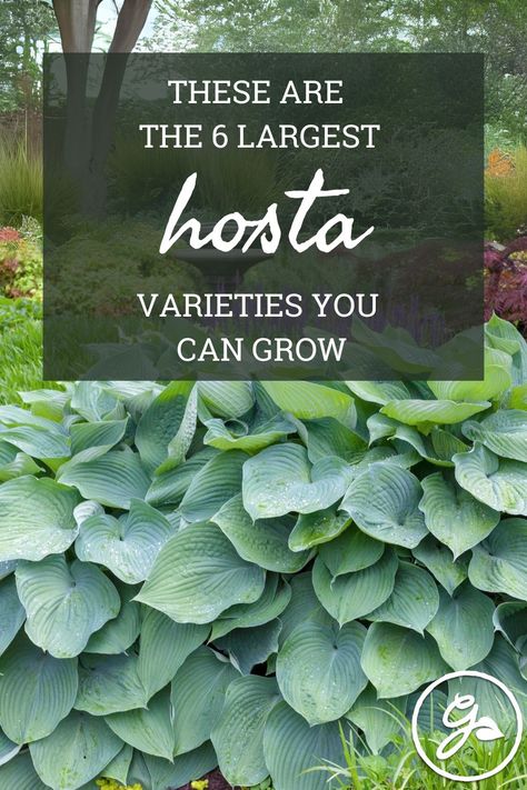 Go big or go home. Plant these giant hosta varieties to have the biggest garden on the block. Giant Hosta Varieties, Giant Hosta, Plantain Lily, Hosta Varieties, Hosta Plants, Go Big Or Go Home, All Fruits, Big Garden, Fun Signs