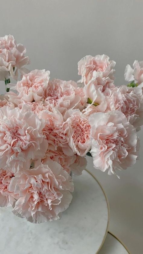 Peony And Carnation Bouquet, Peonies Aesthetic Wallpaper, White Carnations Aesthetic, White Carnation Wedding, White Carnations Wedding, Carnation Flower Aesthetic, Carnations Wallpaper, Flower Boquet, Painting The Roses Red