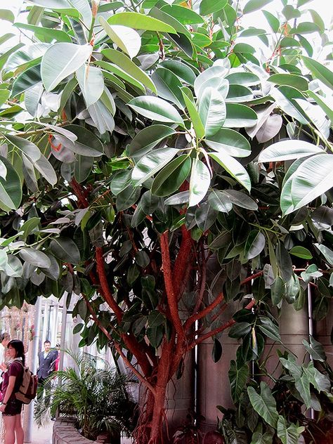 The primary source of natural rubber is cultivated from the latex in Hevea Brasiliensis trees. Hevea Brasiliensis is a species native to the Amazon rainforest in South America which is housed by nine different countries. To this day, we still have not found another plant species that produces a higher quality latex. French Garden Design, Rubber Tree Plant, Potted Geraniums, Plant Window, Country Garden Decor, Nursery Garden, The Amazon Rainforest, French Country Garden, Ficus Elastica