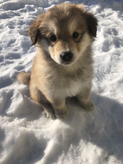 Husky Lab Mix Puppy, Alaskan Shepherd, Mutt Puppies, Dogs Are Better Than People, Lab Mix Puppies, Mutt Dog, Dog And Puppies, Pet Room, Cute Doggos