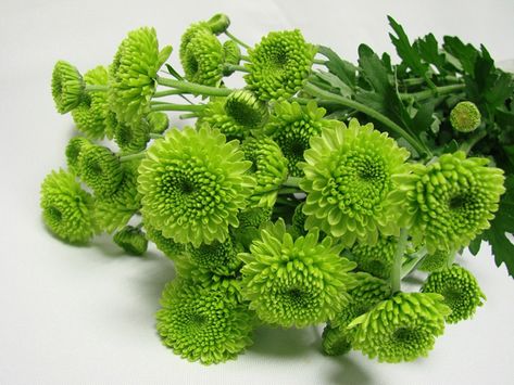 Chrysanthemum - 'green button' Small Natural Garden Ideas, Aspidistra Elatior, Green Chrysanthemum, Chrysanthemum Wedding, Green Wheat, Garden Flower Beds, Flower Guide, Chrysanthemum Flower, Nature Garden