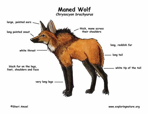 Maned Wolf Werewolf, Maned Wolf Anatomy, Maned Wolf Tattoo, Maned Wolf Aesthetic, Maned Wolf Art, Manned Wolf, Maned Wolves, Wolf Facts, Animal Drawing Inspiration