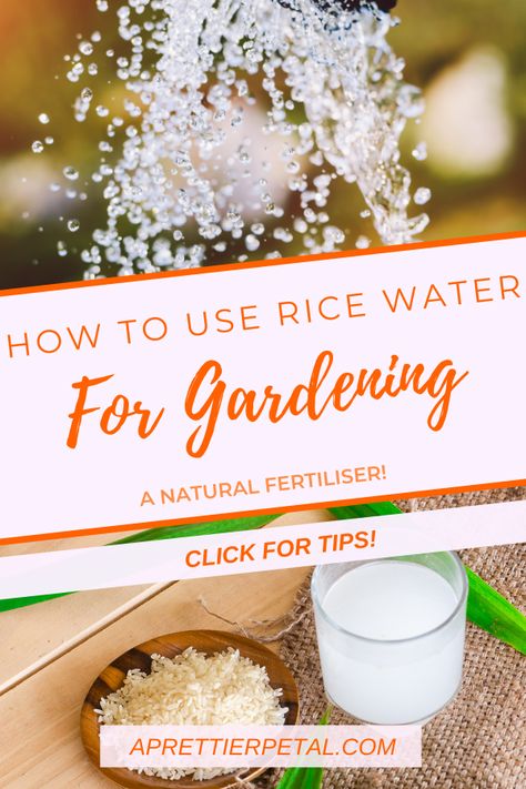 Rice Water For Plants Benefits, Uses For Rice Water, Rice Water For Plant Growth, Rice Water Fertilizer, How To Grow Wild Rice, Rice Water For Plants, Gardening Fruits, Rice Water Recipe, Rice Water Benefits