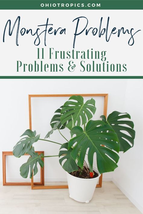 Monstera Growing Tips, Monsters Plant Care, Monstera Plant Problems, Plant Problems Leaves, Hufflepuff Herbology, Monsters Deliciosa, Monsters Plant, Monstera Deliciosa Indoor, Growing Monstera