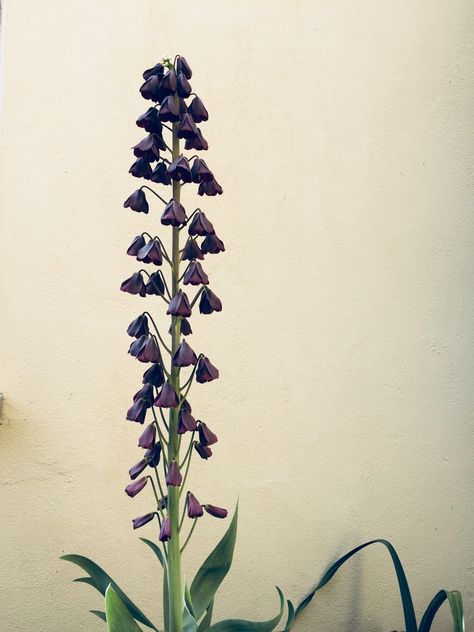 Fritillaria persica Snake Head Fritillary, Fritillaria Persica, Frittilaria Meleagris, Fritillaria Rubra Maxima, Fritillaria Meleagris Alba, Witch Garden, Deep Purple, Flower Garden, Purple