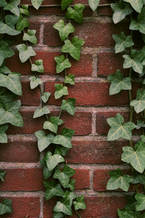 New York Aesthetic Wallpaper Iphone, Goro Genshin Impact, New York Aesthetic Wallpaper, Small Foyer Ideas, Genshin Impact Wallpaper, Ivy Plant, Wallpaper Best, Black Brick Wall, Wallpapers Black