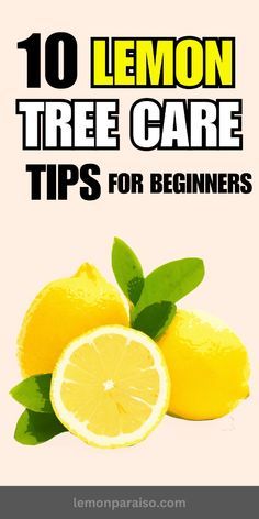 Simplify your lemon tree care routine with beginner-friendly advice. From soil selection to fertilization, get your lemon tree off to a great start. Lemon Tree Potted Care, Lemon Tree Care, Lemon Tree Potted, Home Made Fertilizer, Indoor Lemon Tree, Lemon Tree From Seed, Growing Lemon Trees, Fruit Trees In Containers, Apple Plant