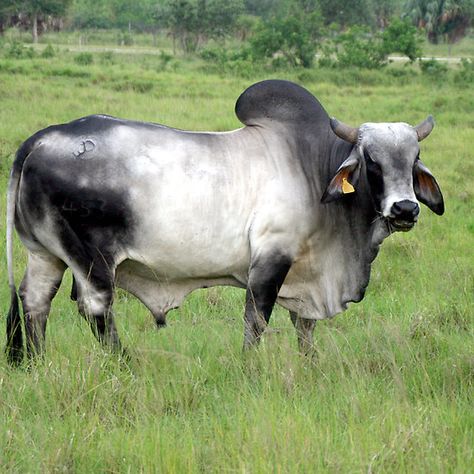 El cebú (Bos primigenius indicus, antes Bos taurus indicus), es una subespecie de bovino doméstico originaria de Asia. Zebu Cattle, Zebu Cow, Brahma Bull, Bull Cow, Beef Cattle, Farm Cow, Cow Calf, Bull Riding, A Cow