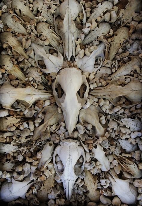 This Art Made From Skulls Will Make You Rethink Your Existence Wet Specimen, Human Bones, Animal Skull, Real Bones, Vulture Culture, Bone Art, Ghost Hunters, Animal Bones, Drawing Anime Clothes