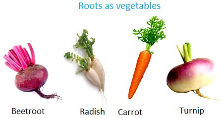 Food From Plants, Edible Roots, Cereals And Pulses, Part Of Plant, How Plants Grow, Studying Girl, Parts Of The Plant, Wood School, Plant Vegetables