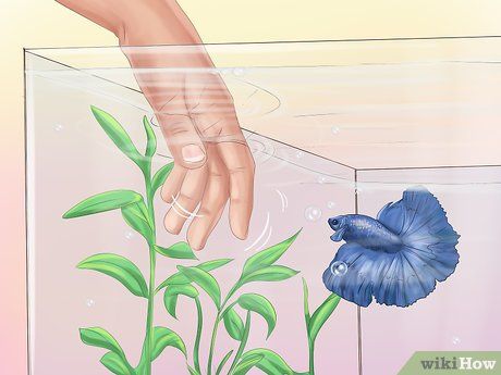 Image titled Play With Your Betta Fish Step 4 Cute Betta Fish Tank Ideas, Betta Fish Bowl Ideas, Beta Fish Care, Betta Fish Bowl, Fish Types, Fish Ideas, Sea Monkeys, Betta Aquarium, Betta Fish Care