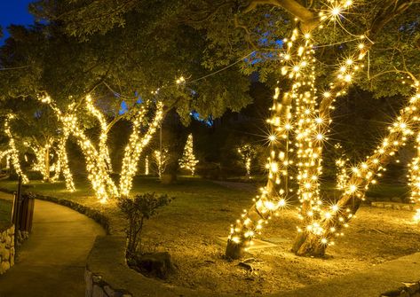 Christmas Lights Outdoor Trees, Exterior Christmas Lights, Outdoor Tree Lighting, Solar Christmas Lights, Christmas Lights Outside, Best Outdoor Lighting, Diy Christmas Lights, Hanging Christmas Lights, Wrapped Lights