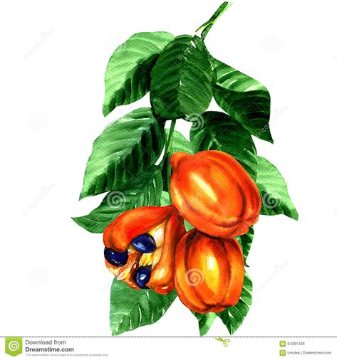 Ackee painting | Tropical Blighia Sapida Fruit, Ackee Tree Stock Illustration - Image ... Caribbean Drawing, Ackee Tree, Ackee Fruit, Jamaican Tattoos, Fruit Tattoo, Fruit Crafts, Painting Tropical, Tribute Tattoos, Drawing Nature