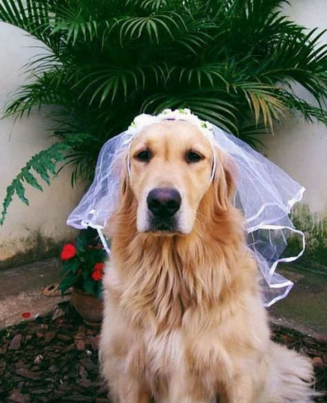 Golden Retriever Wedding, Dog Toy Box, Golden Retriever Funny, Dog Suit, Golden Heart, Dog Wedding, Golden Retrievers, Golden Dog, Dog Quotes