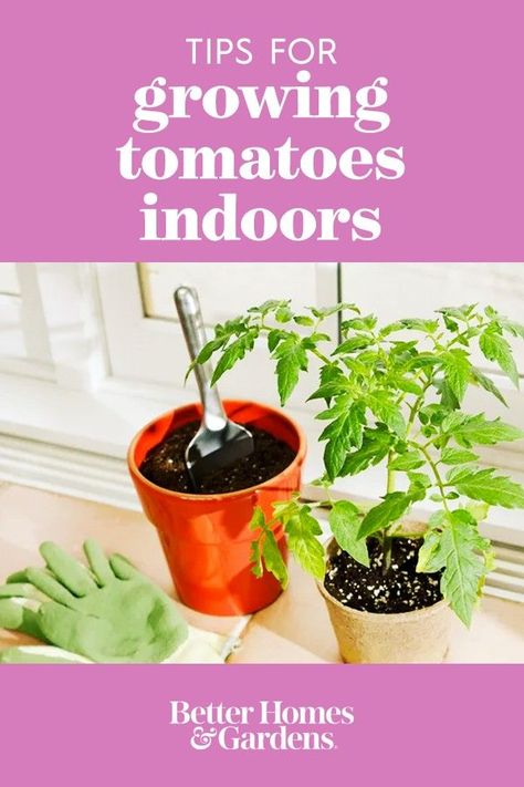 Grow Tomatoes Indoors, Indoor Plant Ideas, Growing Tomatoes Indoors, How To Grow Tomatoes, Growing Vegetables Indoors, Tips For Growing Tomatoes, Seedlings Indoors, Big Tomato, Tomato Seedlings