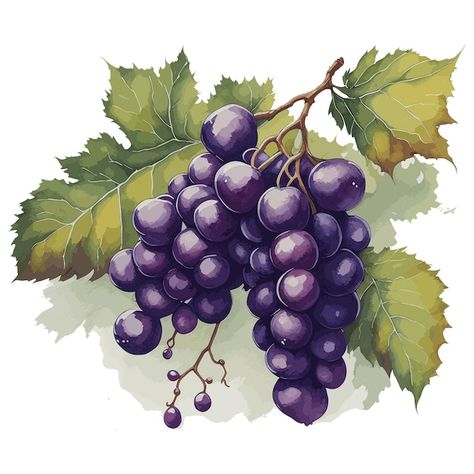 Une Peinture De Raisins Sur Une Branche ... | Premium Vector #Freepik #vector #vinification #viticulture #vigne-raisin #vigne Inspirational Tattoos, Raisin, Decoupage, Fruit