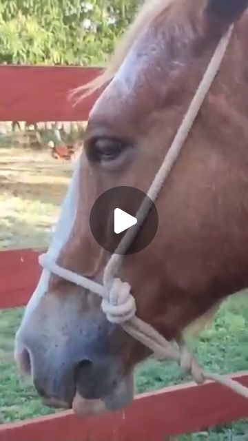 Skillful Cowboy on Instagram: "A Quick Rope Halter, easy to make at an instant, If needed and have a rope around. Looks good too. Have at it. 
#ropehalter #ropehorse #horse #cowboyknowledge #skillful #cowboy #cowgirl #hacks #leadrope" Sleeping On The Blacktop, Horse Tack Diy, Horse Halter, Rope Halter, Lead Rope, Dream Barn, Cowboy Cowgirl, Horse Tack, Instagram A