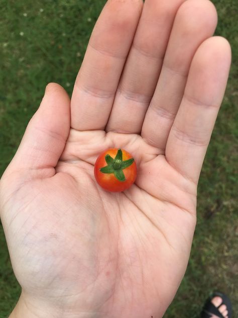 First baby tomato of the year :) Baby Tomatoes, Tomato Plant, Home Flowers, Garden Diy, First Baby, Horticulture, Landscaping, The Year, Roses