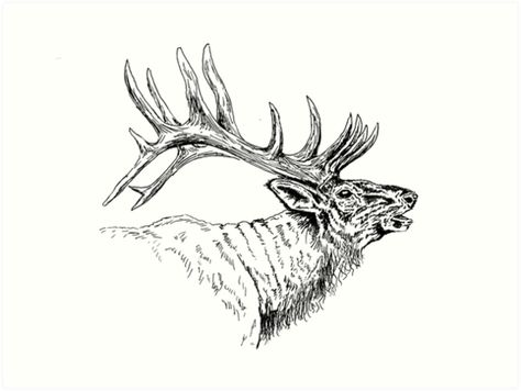 Elk Drawing, Elk Tattoo, Cowboy Artwork, Pen Work, Idea Box, Engraving Ideas, Leather Tooling Patterns, Tooling Patterns, Hobby Ideas