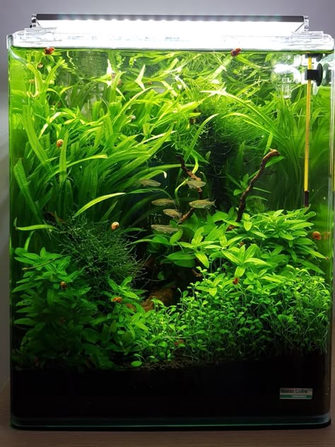 Walstad Aquarium, Live Plant Fish Tank, Green Aquarium, Fish Aquarium Decorations, Fish Tank Terrarium, Aquascape Design, Fish Tank Design, Betta Aquarium, Aquarium Terrarium