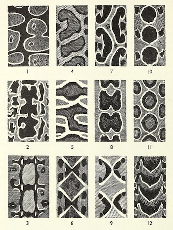 “Diagrams of the disruptive patterns of various snakes.” Adaptive coloration in animals. 1940.