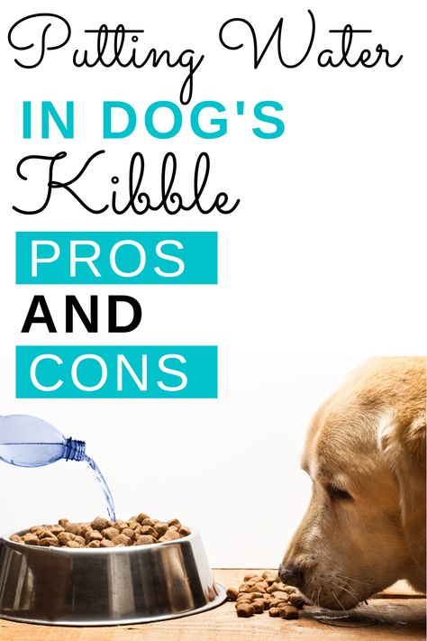 Putting Water In Dog’s Kibble: What Are The Pros And Cons? Some people always wet their dog’s kibble with water, while other dog owners feel it isn’t a good idea. There are pros and cons to adding water to your dog’s food, and taking them each into consideration can help you make the best, healthiest choice for your pet. What Foods Are Bad For Dogs, Best Kibble For Dogs, How To Change Dog Food, What Can I Add To My Dogs Dry Food, Male And Female Animals, Diy Dog Dental Water Additive, Washing Dogs Tips Bath, Dog Toothbrush, Colorful Hairstyles