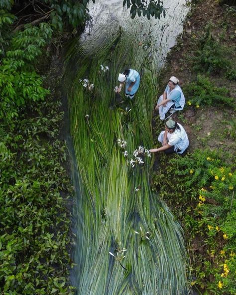 Inspired by Nature 🌿 Crinum Thaianum, Thailand, Courtesy of @best_baanrai #slowroads Connect With Nature, Human Experience, Pretty Places, Beautiful World, Mother Nature, Aesthetic Pictures, Art Inspo, Cool Pictures, Cool Photos