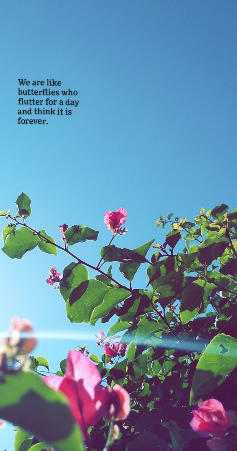 Quotes On Sunlight, Sunlight Aesthetic Captions, Photos In Sunlight, Quotes About Sunlight, Sunlight Quotes Instagram, Sunlight Photo Caption, Bougainvillea Captions, Sunlight Captions, Sunlight Captions For Instagram